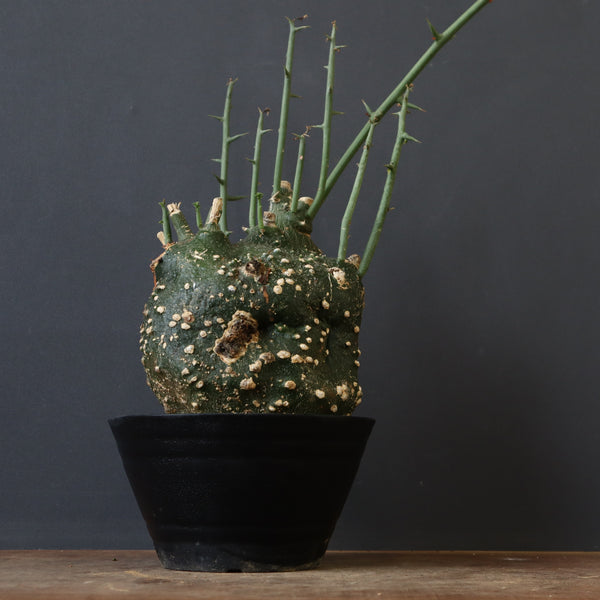 A.グロボーサ 11