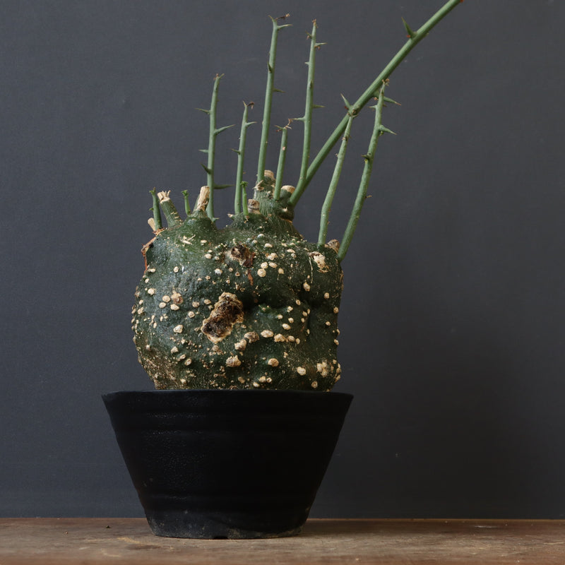 A.グロボーサ 11