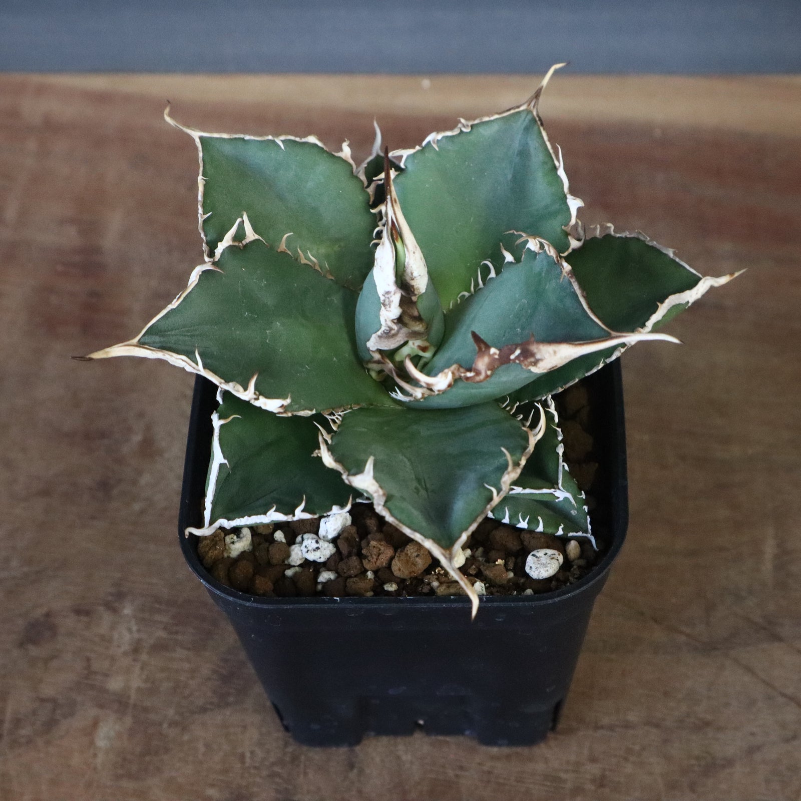 アガベ 緑幽霊 EC344 – TaiShoDo ONLINE SHOP