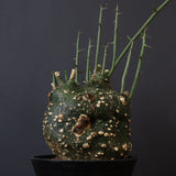 A.グロボーサ 11