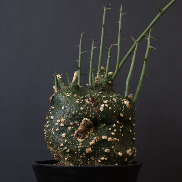 A.グロボーサ 11