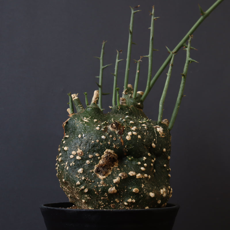 A.グロボーサ 11