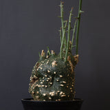 A.グロボーサ 11