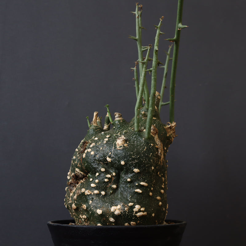 A.グロボーサ 11