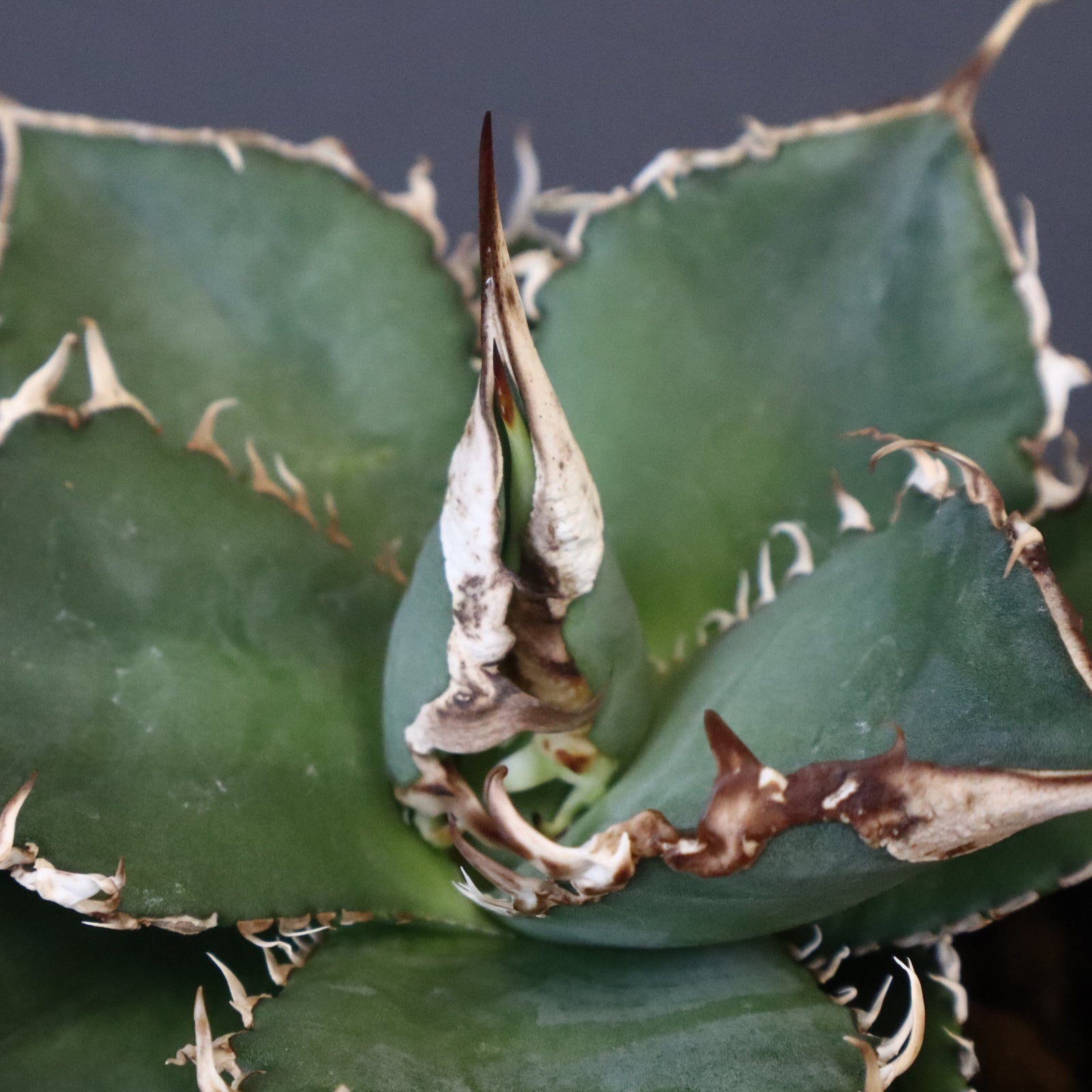 アガベ 緑幽霊 EC344 – TaiShoDo ONLINE SHOP