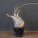 P.グラキリス 1829