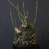 A.グロボーサ 11