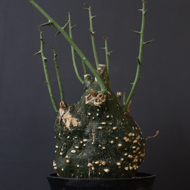 A.グロボーサ 11