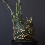 A.グロボーサ 11