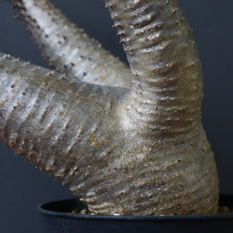 パキポディウム　マカイエンセ　（扁平、現地株、発根済、鉢ごと発送） パキポディウム マカイエンセ 扁平 現地株 発根済 送料込み 鉢付き