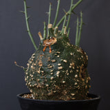 A.グロボーサ 11