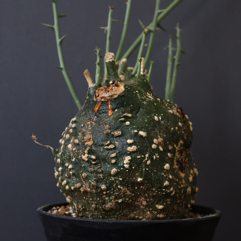 A.グロボーサ 11