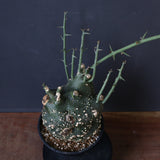 A.グロボーサ 11