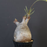 P.グラキリス 1829