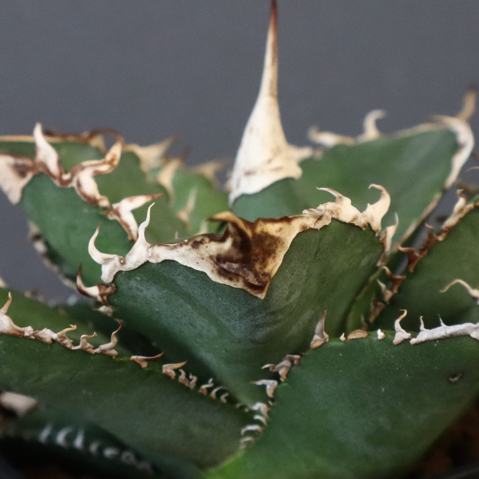 アガベ オテロイ Green Ghost 緑幽霊 大株出品 アガベ チタノタ 緑幽霊 / GG-04 | アガベ専門店 モンスターハウス