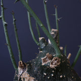 A.グロボーサ 11