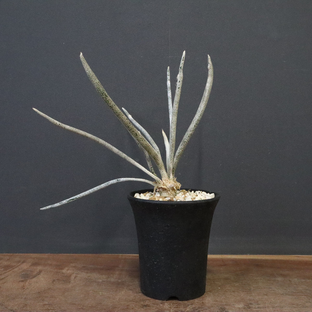 観葉植物 – 4ページ目 – TaiShoDo ONLINE SHOP