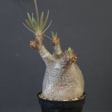 P.グラキリス 1829