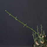 A.グロボーサ 11