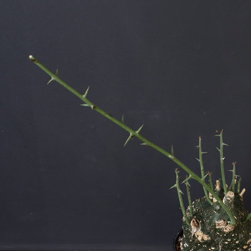 A.グロボーサ 11