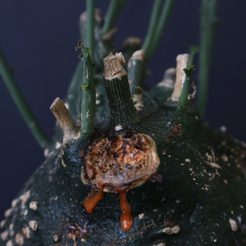 A.グロボーサ 11