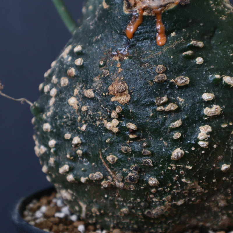 A.グロボーサ 11