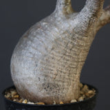 P.グラキリス 1829