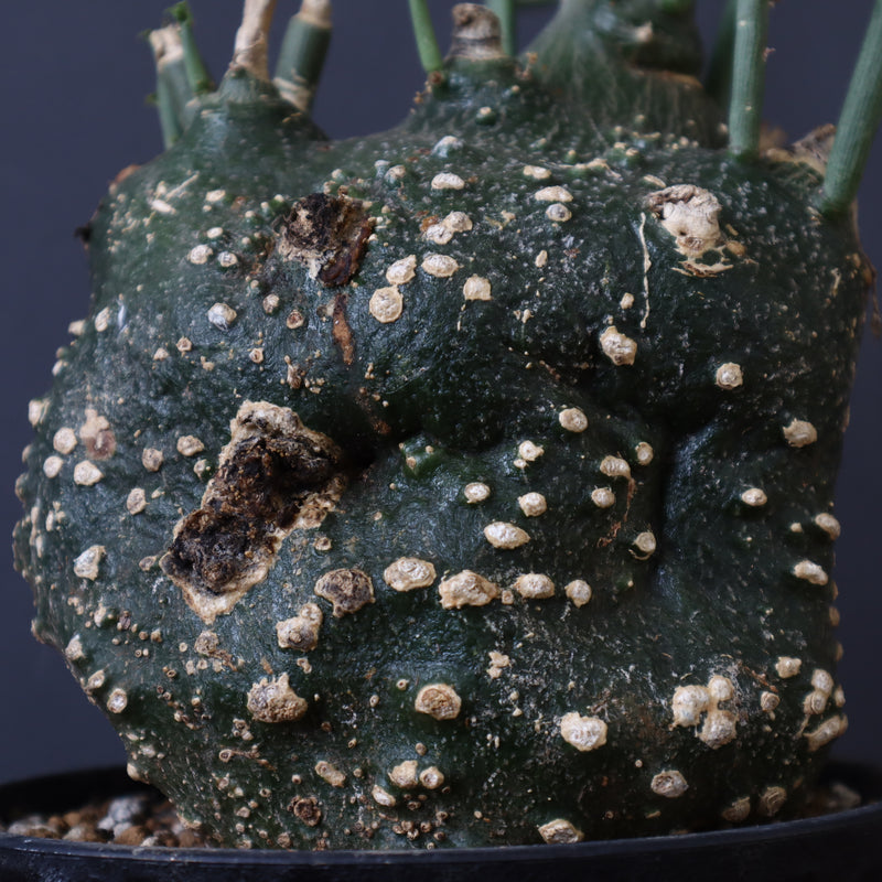 A.グロボーサ 11