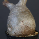 P.グラキリス 1829