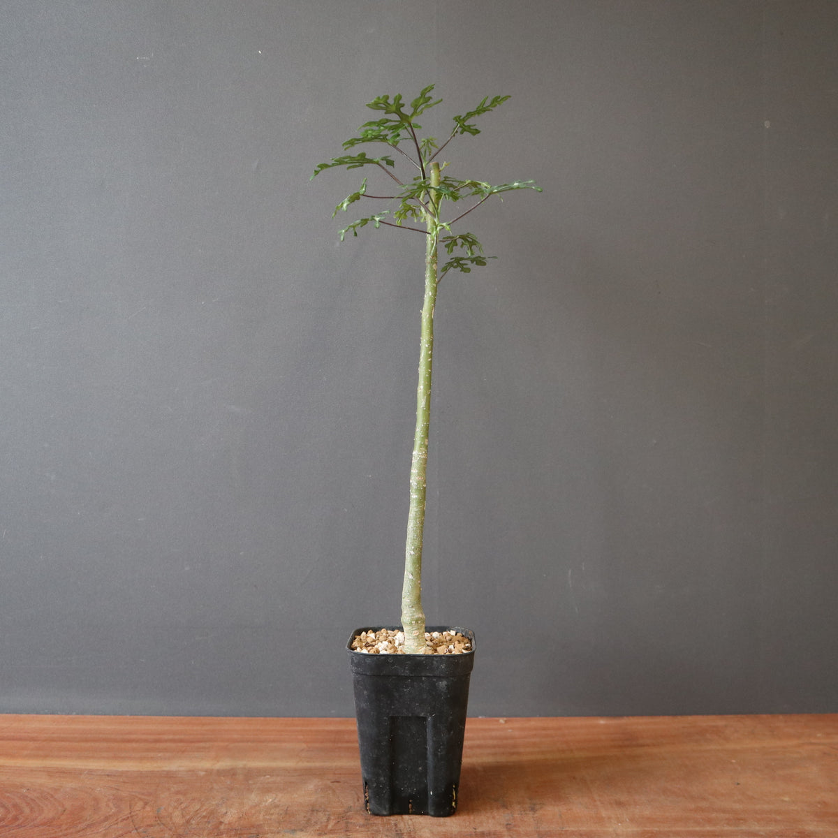 TaiShoDo ONLINE SHOP 塊根植物 多肉植物通販