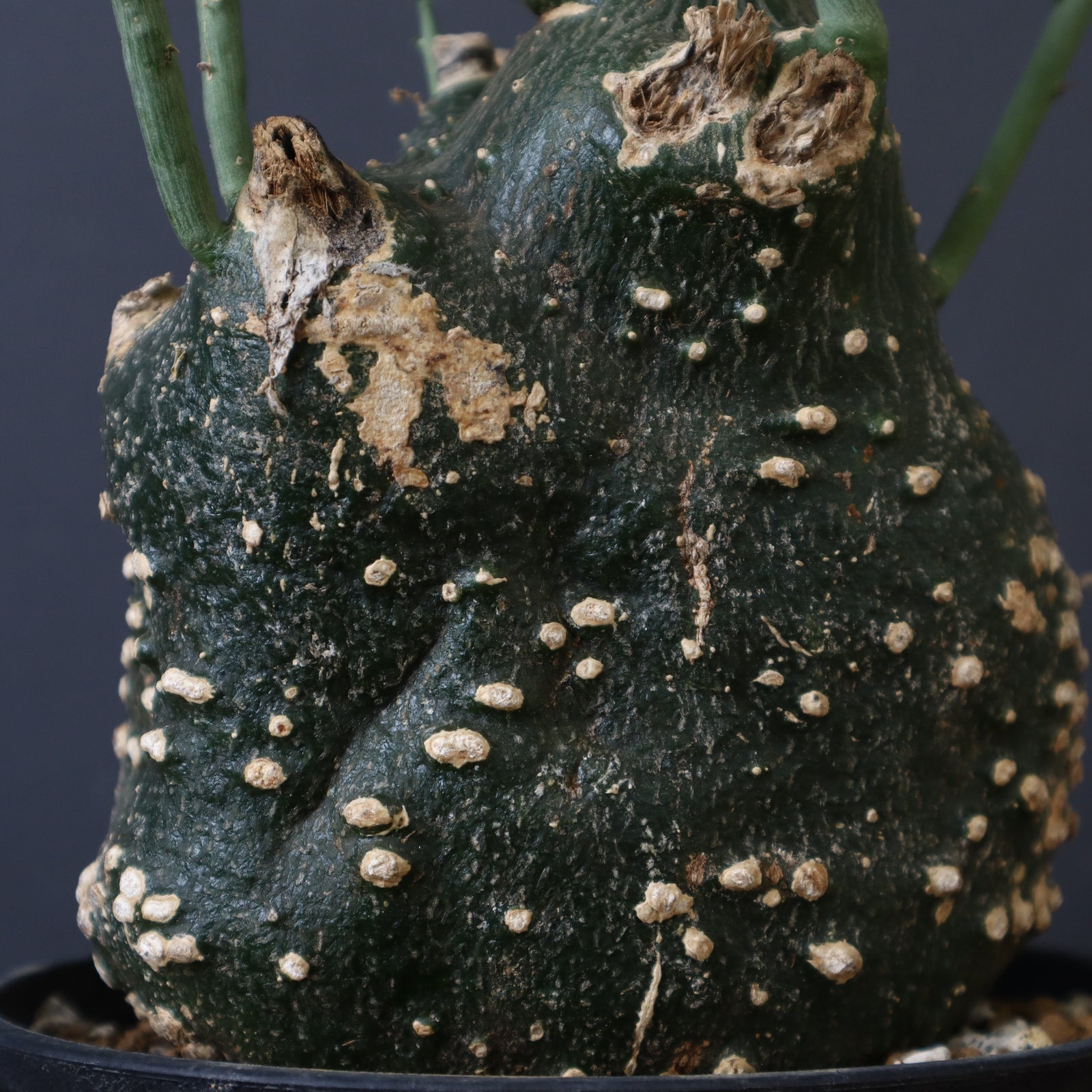 A.グロボーサ 11 – TaiShoDo ONLINE SHOP