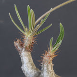 P.グラキリス 1829