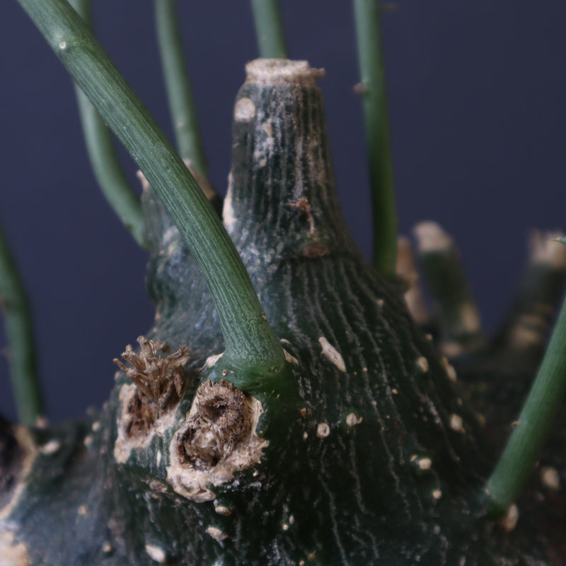 A.グロボーサ 11