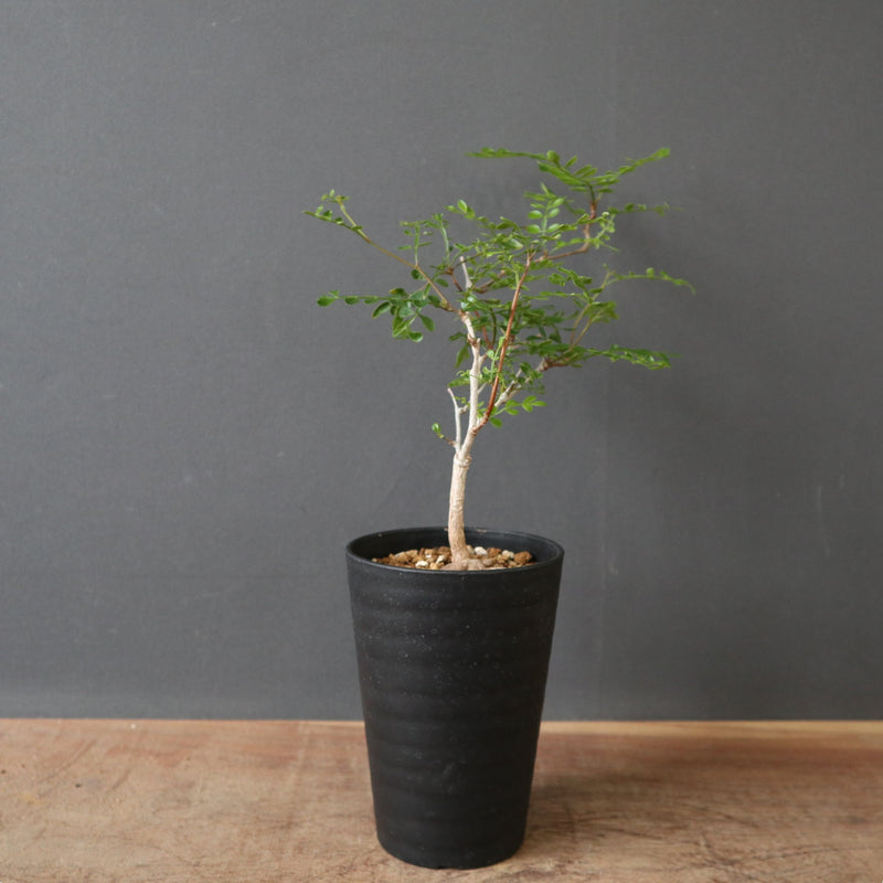オペルクリカリヤ sp EC2668 – TaiShoDo ONLINE SHOP