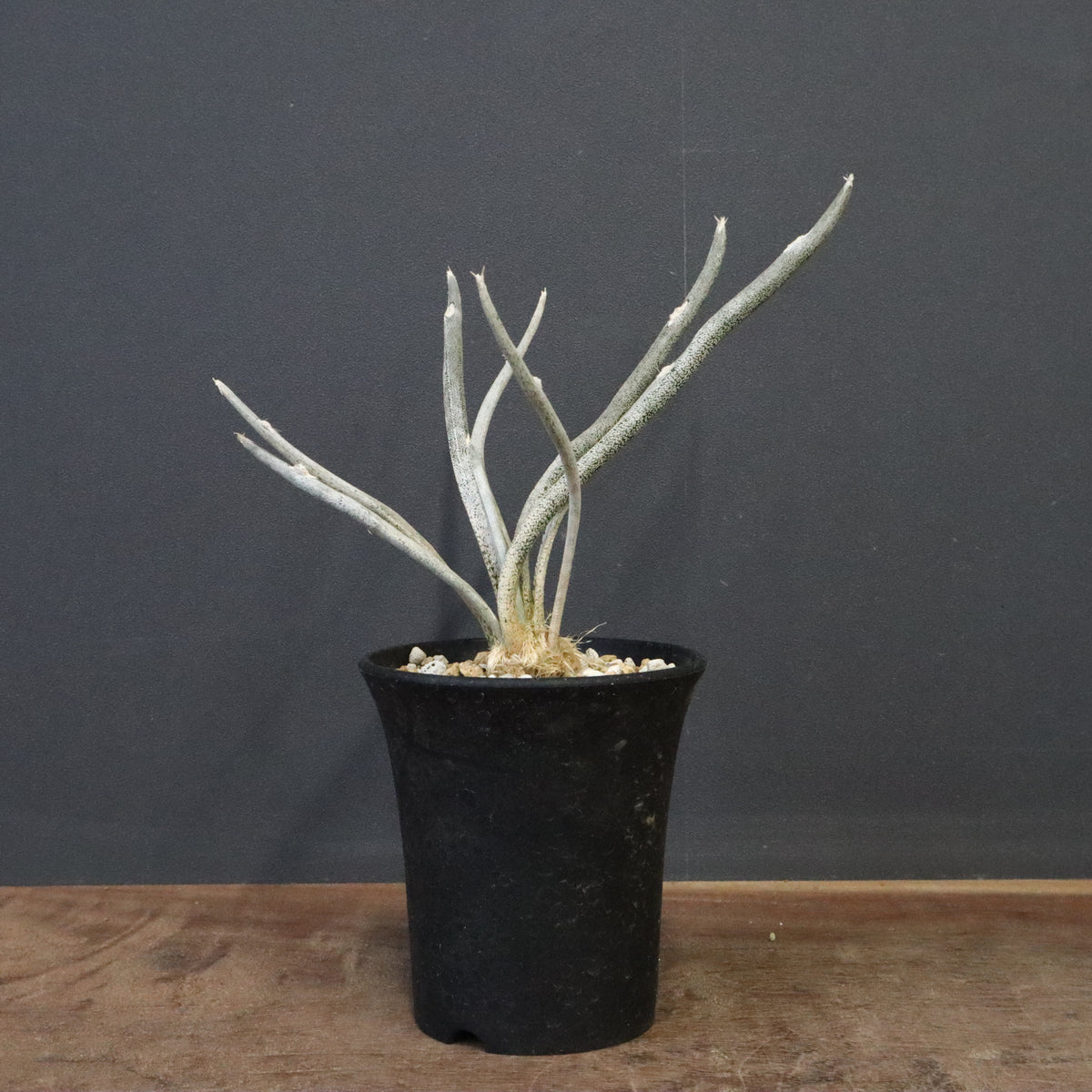 観葉植物 – 2ページ目 – TaiShoDo ONLINE SHOP