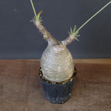 P.グラキリス 1892