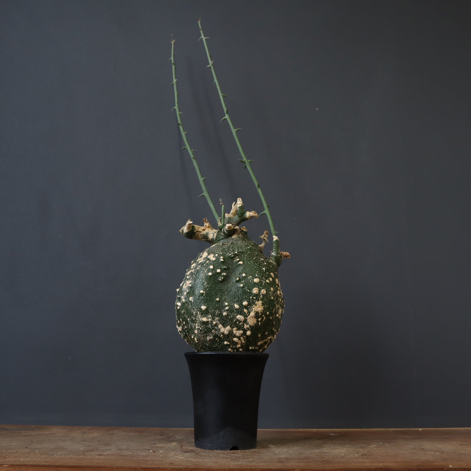 A.グロボーサ 7 – TaiShoDo ONLINE SHOP