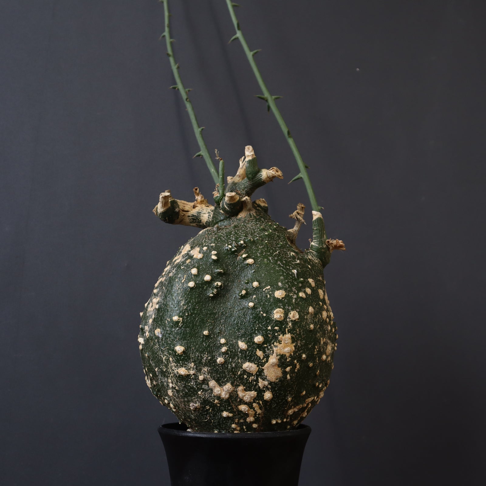 A.グロボーサ 7 – TaiShoDo ONLINE SHOP