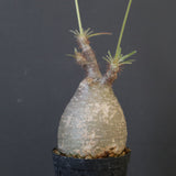 P.グラキリス 1892