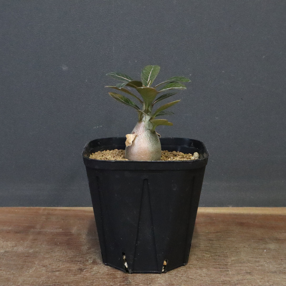 実生 – 6ページ目 – TaiShoDo ONLINE SHOP