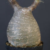 P.グラキリス 1892