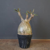 P.グラキリス 1969