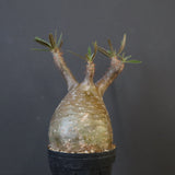 P.グラキリス 1969