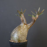 P.グラキリス 1969