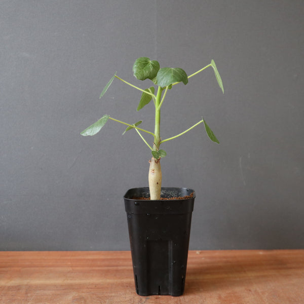 TaiShoDo ONLINE SHOP 塊根植物 多肉植物通販