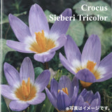 クロッカス シーベリー トリカラー