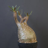 P.グラキリス 1969