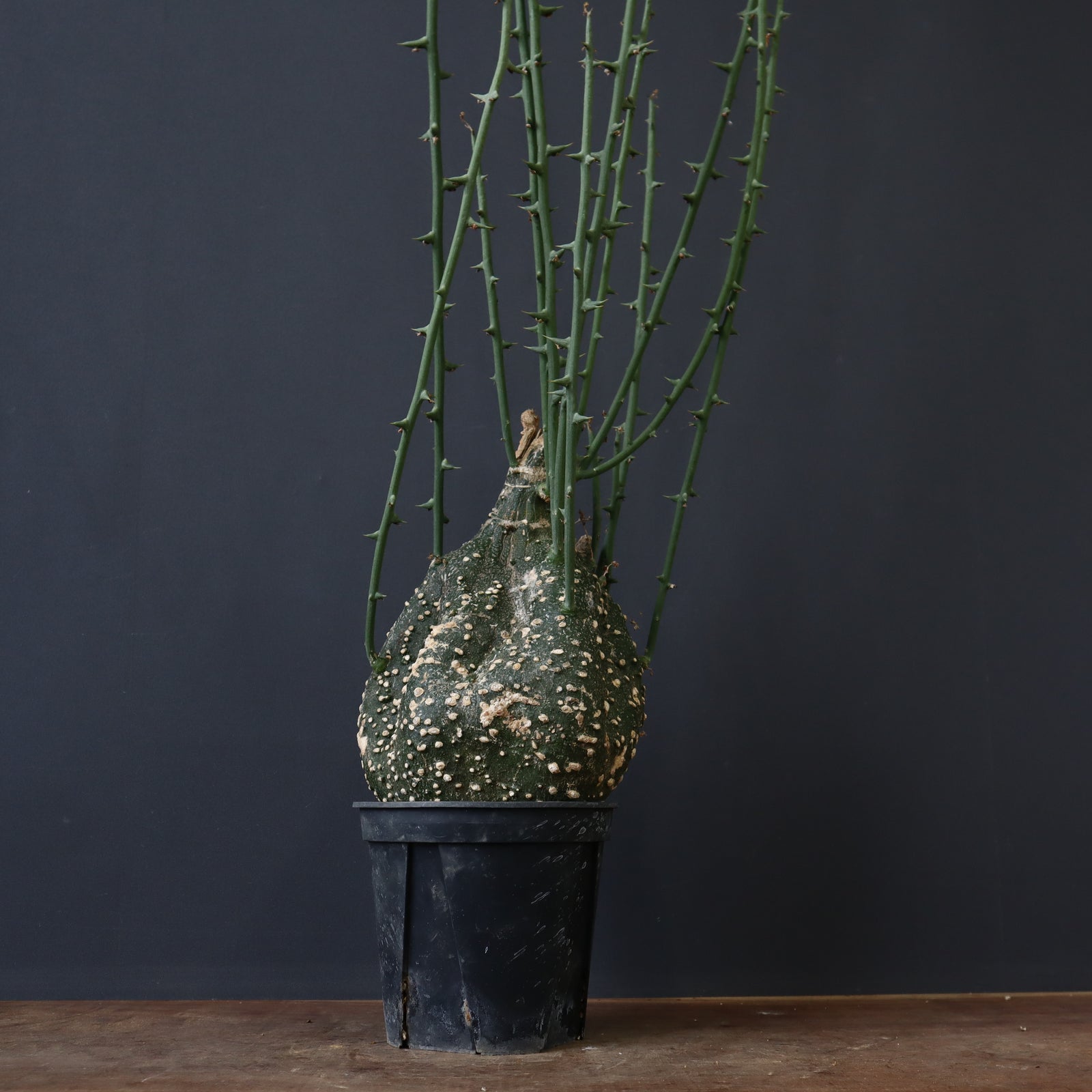 A.グロボーサ 6 – TaiShoDo ONLINE SHOP