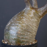 P.グラキリス 1969