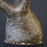 P.グラキリス 1969